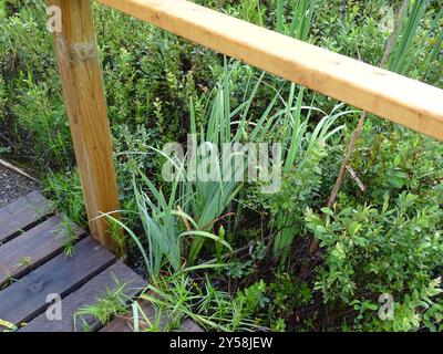 Bartlose Iris (Limniris) Plantae Stockfoto