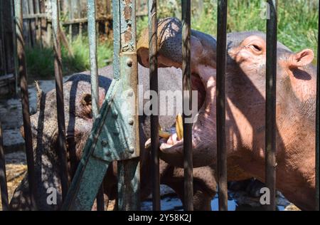 Ein Nilpferd, der in einem Käfig im Zoo bei Tageslicht in gizeh, ägypten, gefüttert wird Stockfoto