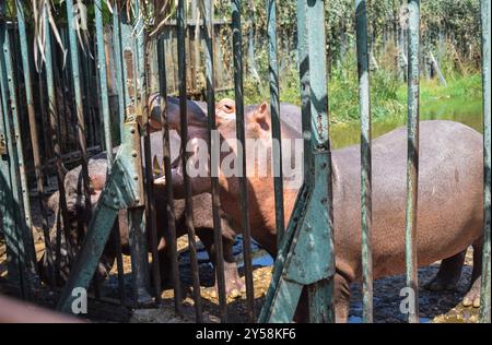 Ein Nilpferd, der in einem Käfig im Zoo bei Tageslicht in gizeh, ägypten, gefüttert wird Stockfoto