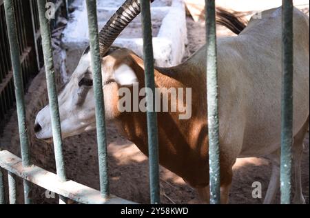 Eine Ziege oder Capra aegagrus hircus, die bei Tageslicht im Zoo füttern Stockfoto