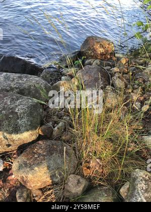 kanadische Blaugelenke (Calamagrostis canadensis) Plantae Stockfoto