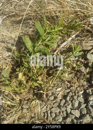 Falsche yellowhead (Dittrichia viscosa) Plantae Stockfoto