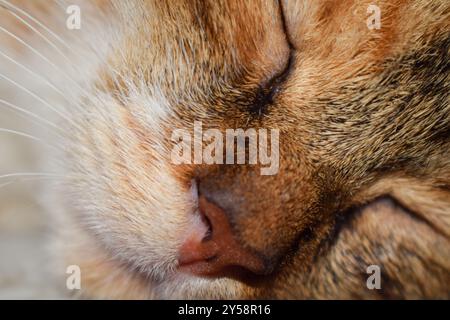 Eine Nahaufnahme des Gesichts einer schlafenden Katze in kairo ägypten tagsüber Stockfoto