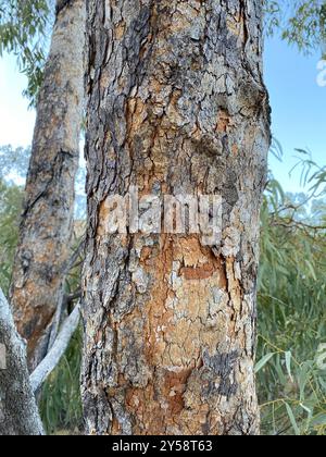 Desert Bloodwood (Corymbia terminalis) Plantae Stockfoto