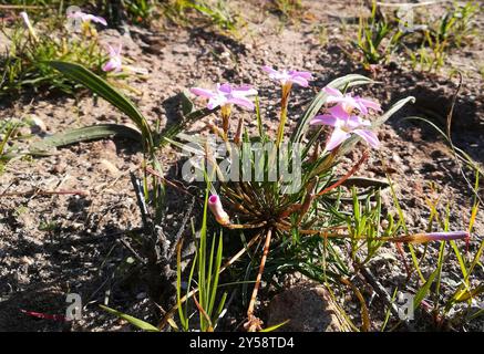 Manyleaf Sorrel (Oxalis polyphylla) Plantae Stockfoto