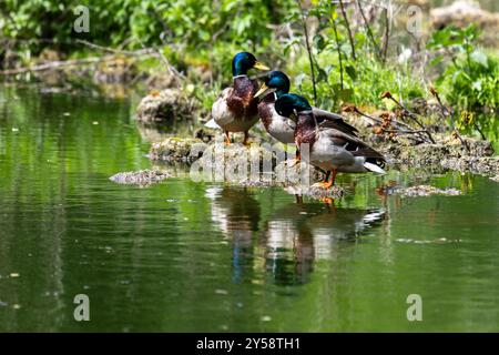 Enten schlafen, putzen ihre Federn, essen Algen. Enten spiegeln sich wunderbar im Wasser. Eine Familie von Enten, Gänsen schwimmt in einem Wasserkanal, Fluss, See Stockfoto