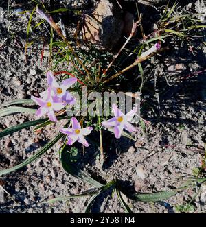 Manyleaf Sorrel (Oxalis polyphylla) Plantae Stockfoto