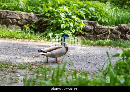 Enten schlafen, putzen ihre Federn, essen Algen. Enten spiegeln sich wunderbar im Wasser. Eine Familie von Enten, Gänsen schwimmt in einem Wasserkanal, Fluss, See Stockfoto