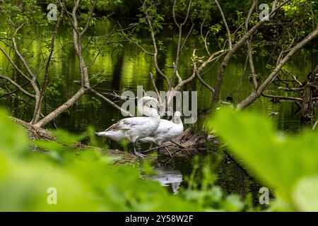 Schöne weiße Schwäne putzen ihre Federn, trinken Wasser aus dem See, schwimmen um den See. Wunderschöne weiße Schwäne schwimmen auf Wasser, See, Fluss. Schön Stockfoto