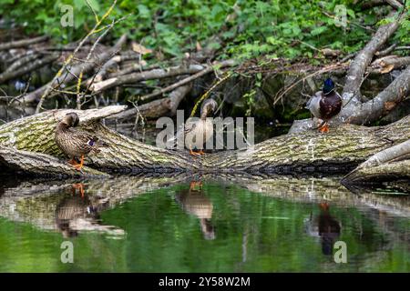 Enten schlafen, putzen ihre Federn, essen Algen. Enten spiegeln sich wunderbar im Wasser. Eine Familie von Enten, Gänsen schwimmt in einem Wasserkanal, Fluss, See Stockfoto