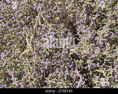 Spanischer Oregano (Thymbra capitata) Plantae Stockfoto