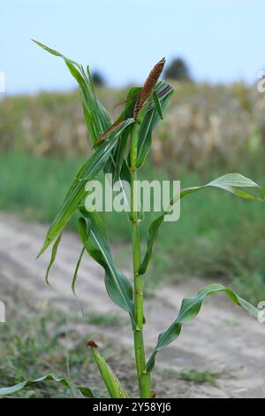 Eine Maispflanze auf einem Ackerfeld mit einer Verformung, eine Mutation mit einem Kolben anstelle einer Panicle. Stockfoto