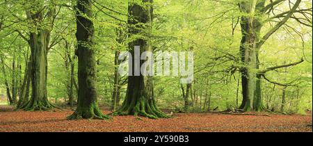 Riesige alte Buchen im Hutewald mit moosbedeckten Wurzeln, Naturdenkmal, Sababurger Urwald, Reinhardswald, Hessen, Deutschland, Europ Stockfoto