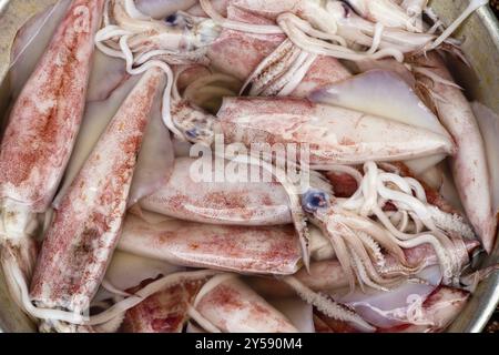 Frisch gefangener Tintenfisch in Saigon, Vietnam, Asien Stockfoto