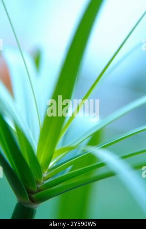 Cyperus Papyrus Stockfoto