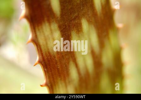 Aloe-Vera-Detail Stockfoto