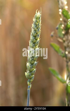 Unreife Weizenzapfen (lat. triticum) Stockfoto