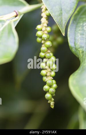 Unreife Paprikafrucht (lat. Piper nigrum), wächst in Phu Quoc, Vietnam, Asien Stockfoto