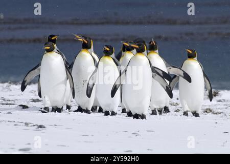 Königspinguin (Apenodytes patagonicus), Falklandinseln, Antarktis, kleine Gruppe, Falklandinseln, Antarktis, Südamerika Stockfoto