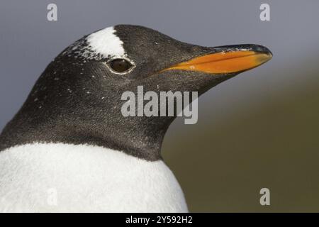 Gentoo-Pinguin (Pygoscelis papua), auf Sounders Island, Falklandinseln, Antarktis, Portrait, Falklandinseln, Antarktis, Südamerika Stockfoto