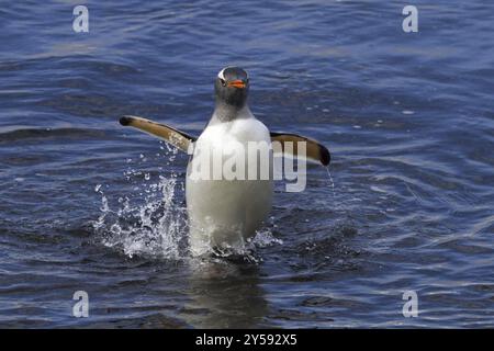 Gentoo-Pinguin (Pygoscelis papua), auf Sounders Island, Falklandinseln, Antarktis, wandert aus dem Wasser auf Land, Falklandinseln, Antarktis, S Stockfoto