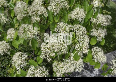 Riesige Hartholzblumen, Bayern, Deutschland, Europa Stockfoto