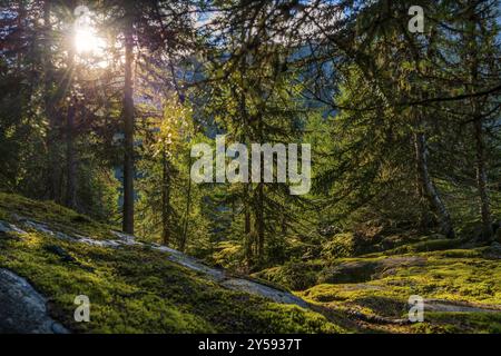 Wanderweg im Zirbenwald, Zirbenholz (Pinus cembra), Lichtstimmung, Hintergrundbeleuchtung, Sonne, Tourismus, Natur, Naturlandschaft, Aletsch Stockfoto