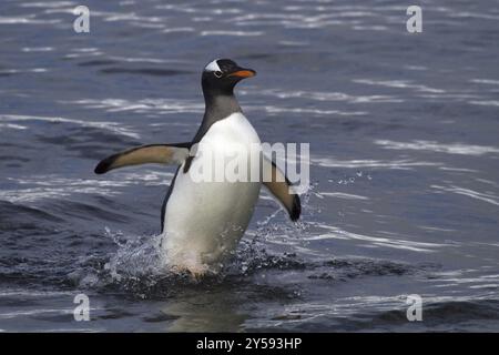 Gentoo-Pinguin (Pygoscelis papua), auf Sounders Island, Falklandinseln, Antarktis, wandert aus dem Wasser auf Land, Falklandinseln, Antarktis, S Stockfoto