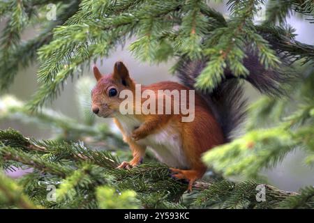 Eichhörnchen (Sciurus vulgaris), Jungtier, Finnland, Jungtier, Tierkinder, Finnland, Europa Stockfoto