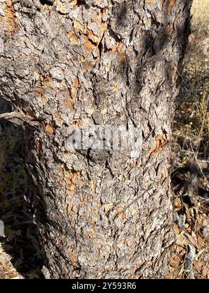 Desert Bloodwood (Corymbia terminalis) Plantae Stockfoto