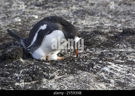 Gentoo-Pinguin (Pygoscelis papua), auf Sounders Island, Falklandinseln, Antarktis, Ei, Nest, Brut, Brut, Falklandinseln, Antarktis, Südamerika Stockfoto