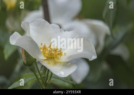 Weiße Rose (Rosa sp.) Mit Regentropfen, Nordrhein-Westfalen, Deutschland, Europa Stockfoto