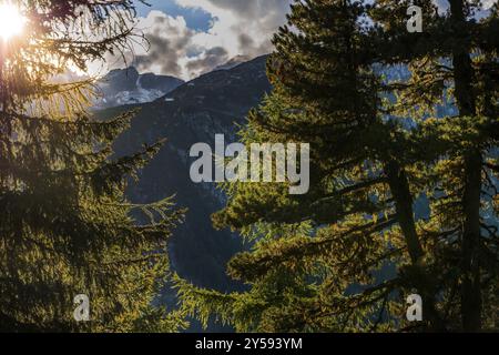 Wanderweg im Zirbenwald, Zirbenholz (Pinus cembra), Lichtstimmung, Hintergrundbeleuchtung, Sonne, Tourismus, Natur, Naturlandschaft, Aletsch Stockfoto