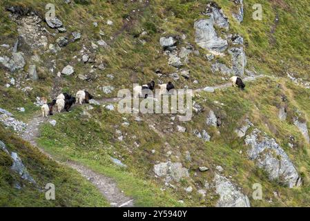 Wanderweg mit Ziegenherde, Wandern, Wanderweg, Tourismus, Bergwanderung, Aletsch Arena, Wallis, Schweiz, Europa Stockfoto