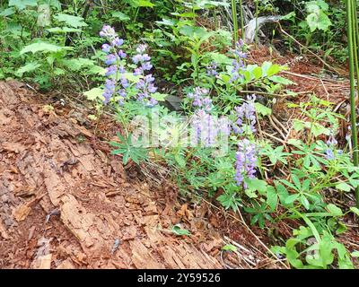 Lupine (Lupinus latifolius) Plantae Stockfoto