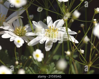 Anemone Blanda und Androsace septentrionalis Star Dust Stockfoto