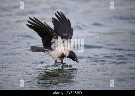 Eine Kapuzenkrähe fängt einen Fisch im Flug Stockfoto