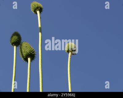 Saatköpfe von Anemone zylindrica Stockfoto