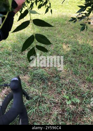 Grünasche (Fraxinus pennsylvanica) Plantae Stockfoto