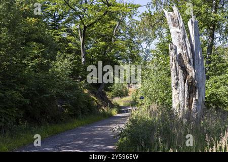 Eindrücke aus Ilsenburg Harz und Umgebung Stockfoto