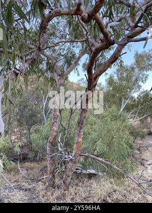 Desert Bloodwood (Corymbia terminalis) Plantae Stockfoto