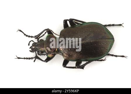 Ein Calosoma-Inquisitor aus der Familie der Bodenkäfer, abgeschnitten und von oben gesehen Stockfoto