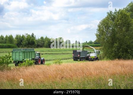 Selbstfahrendes Häcksler sammelt und zerkleinert Gras und lädt es in Anhänger, um es zu Silos in der Nähe der Stadt Schwabisch Hall, Deutschland, Europ, zu transportieren Stockfoto