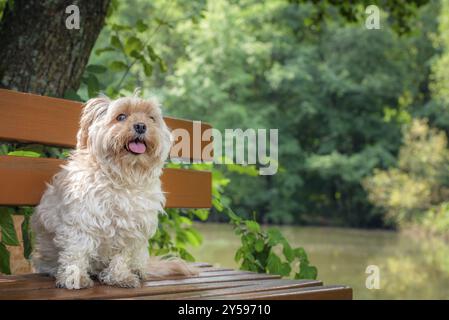 Lustig aussehender kleiner Hund aus der Rasse Bichon Havanese, der mit der Zunge nach außen wartet, auf einer Holzbank, in der Natur, an einem sonnigen Sommertag Stockfoto