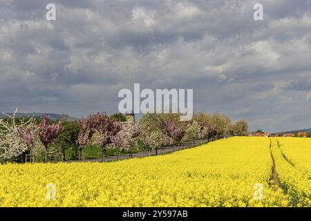 Frühlingsblühende Landschaften blühende Baumallee Teufelsmuehle Warnstedt Stockfoto