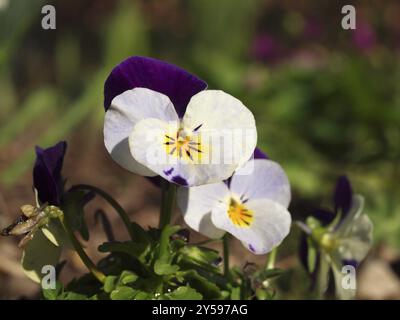 Viola cornuta Stockfoto