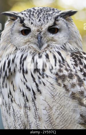 Ein sibirischer Uhu in Frontalansicht Stockfoto