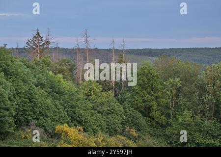 Sterbender Wald im Harz tote Fichten Stockfoto