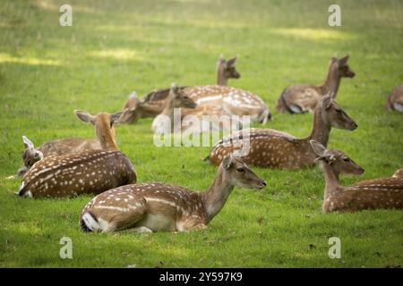 Herde Damhirsche Hirsche (lat. Dama Dama) auf einer Wiese Stockfoto