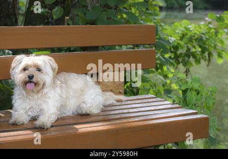 Süßester kleiner Hund aus der Rasse Bichon Havanese, sitzt auf einer Holzbank mit ausgezogener Zunge, wartet draußen, in der Natur, an einem sonnigen Sommertag Stockfoto